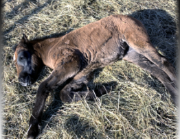 Jade, unser neues Fohlen